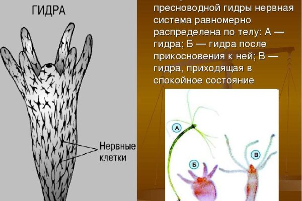 Официальная ссылка на кракен в тор